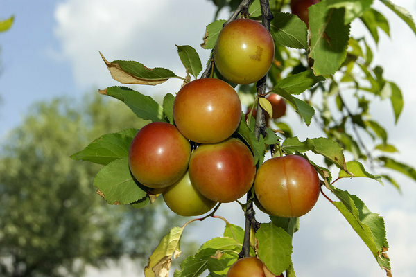 cherry plum