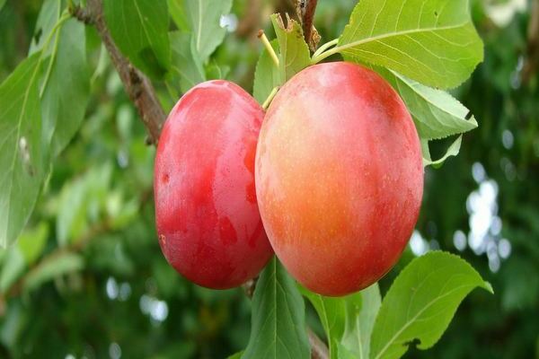 Mga pagsusuri ng mga varieties ng Cherry plum