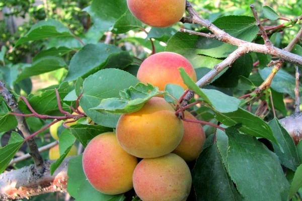 apricot