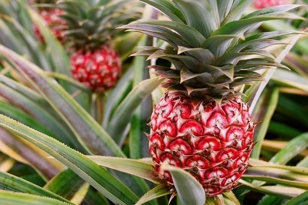 homemade pineapple