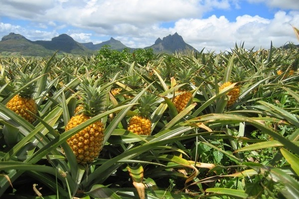 Ananas