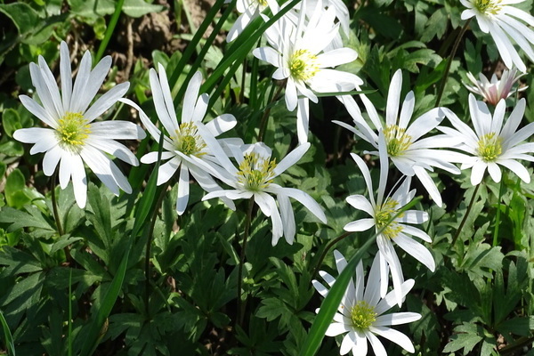 Anemone blanda