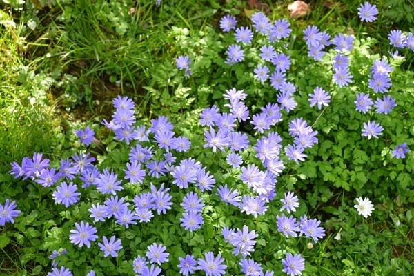 Anemone blanda