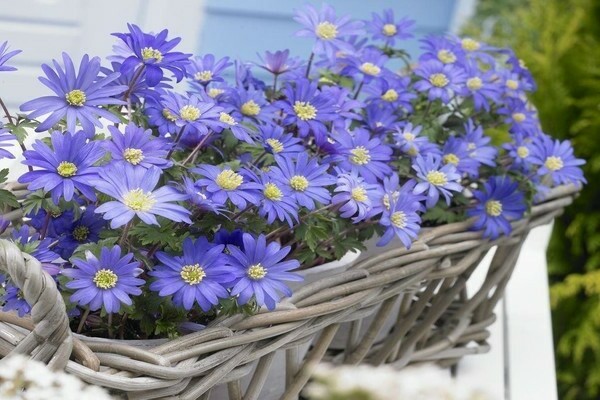 Anemone blanda