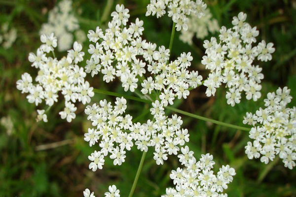 Planting anise