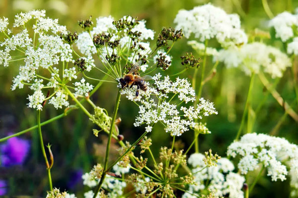 Anise