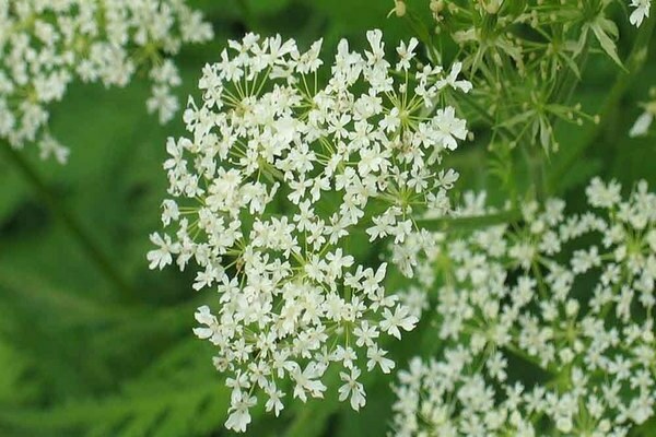 anise planting and care