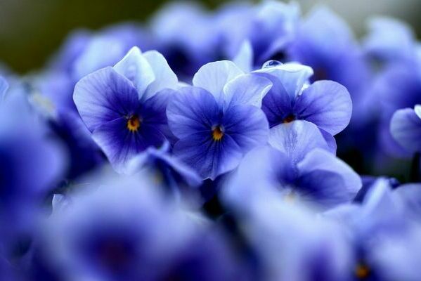 pansy flowers