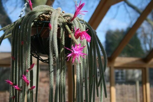 Aporocactus