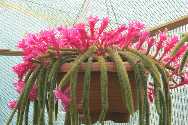 Aporocactus care