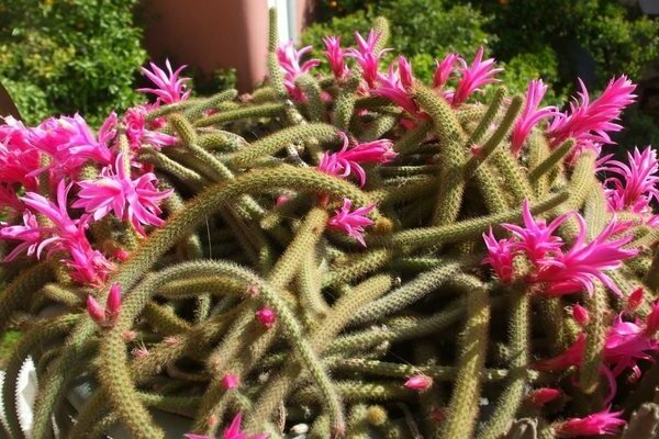 Aporocactus lash-shaped