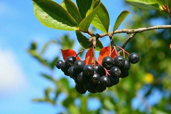 Schwarze Aronia: Sortenbeschreibung (Arten)