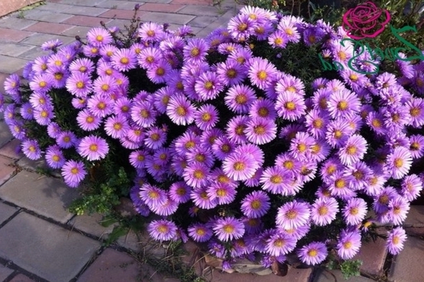 dwarf aster