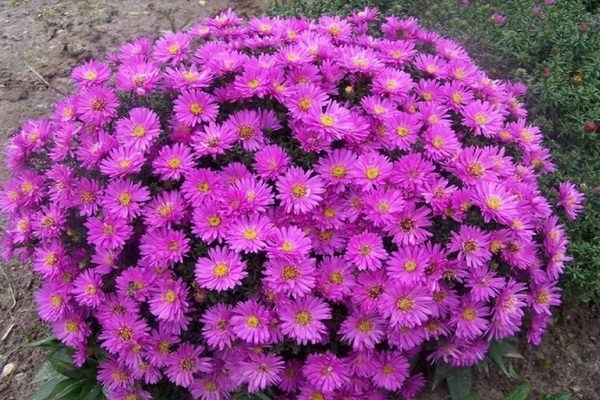 dwarf aster