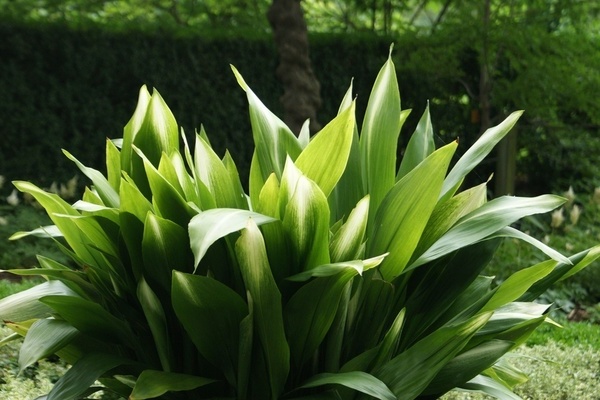 Aspidistra care