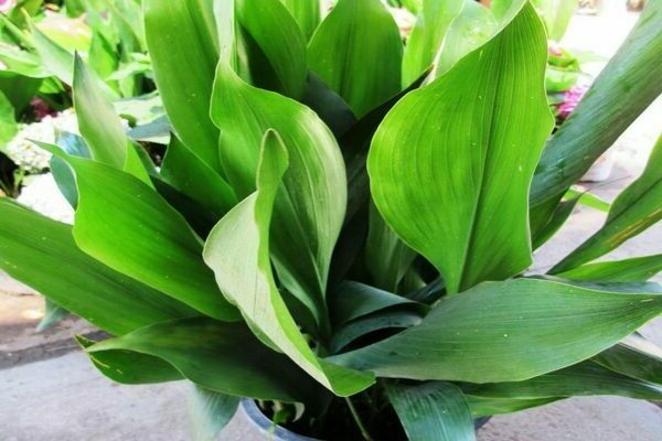 Aspidistra