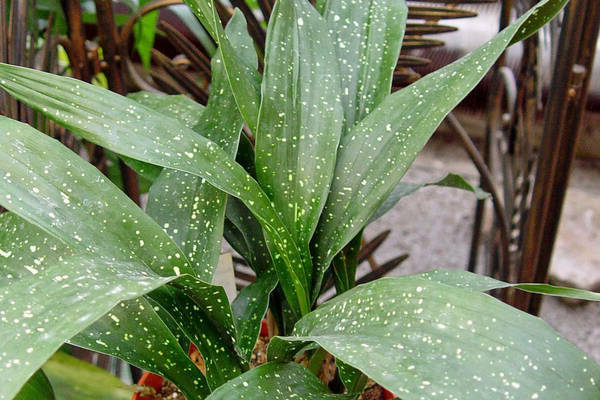 Aspidistra na bulaklak