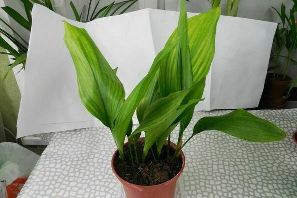 Aspidistra sa bahay