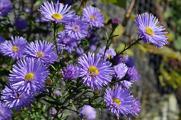 aster novi belgijski