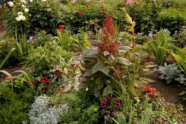 taniman ng bulaklak