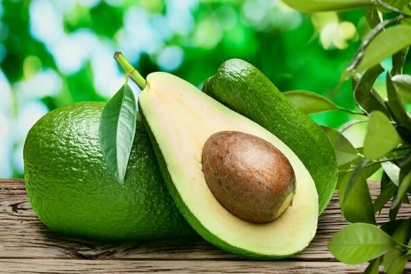 avocado fruit