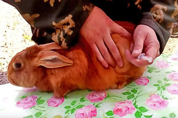 Mga rabbits ng Baytril: mga tagubilin sa kung paano tumusok