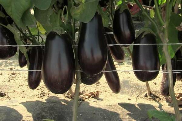 planter du poivre et des aubergines