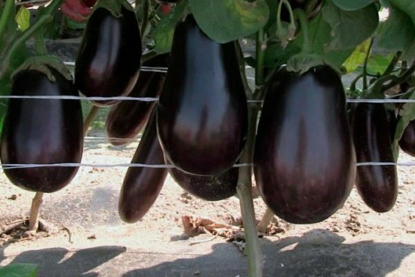 eggplant varieties