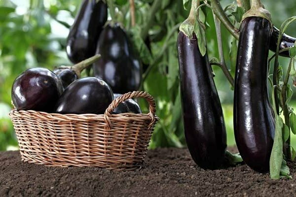 eggplant varieties