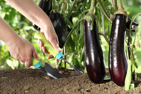 pagbuo ng mga eggplants sa mga greenhouse