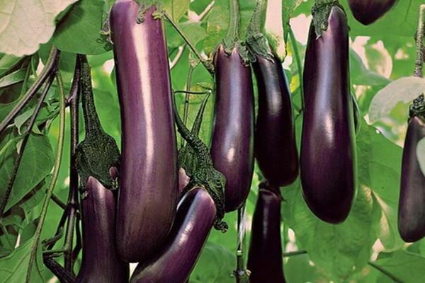 Eggplant Black Prince: external signs