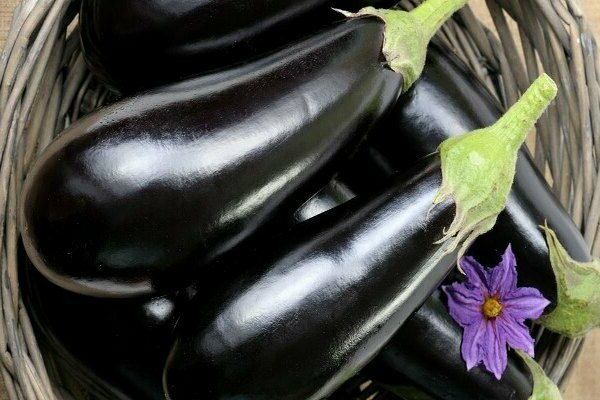 Aubergine Black Prince: Allgemeine Informationen zur Sorte