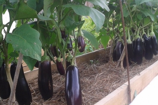 Aubergine Black Prince: eine Beschreibung der Vor- und Nachteile