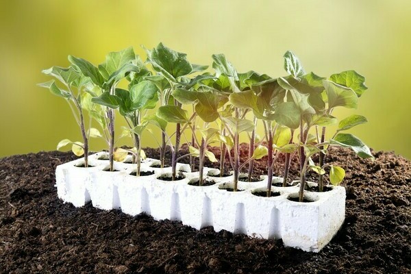 Eggplant variety Black Prince: preparation of seedlings