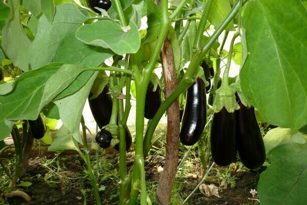 Schwarzer Prinz, Aubergine: Foto, Pflanzenpflegefunktionen