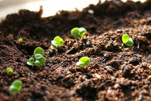 Basil seeds