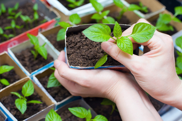 Basil seeds in the ground