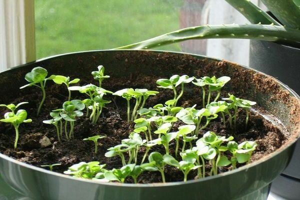 Basil seeds