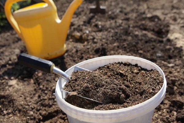 feeding tomatoes after planting in a greenhouse