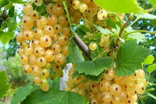 white currant