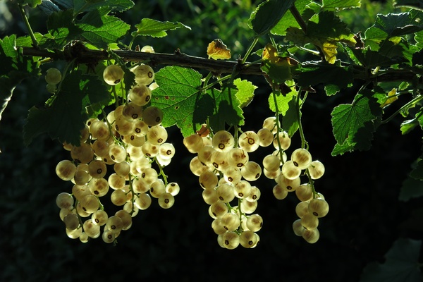 varieties of white currant