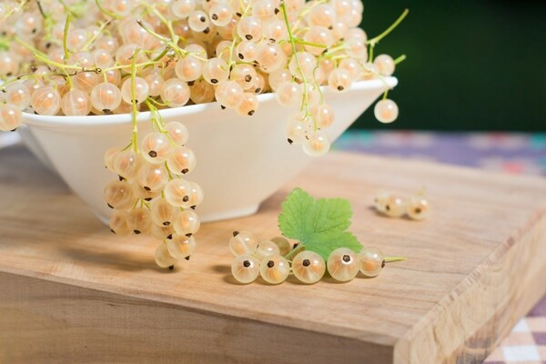 white currant description