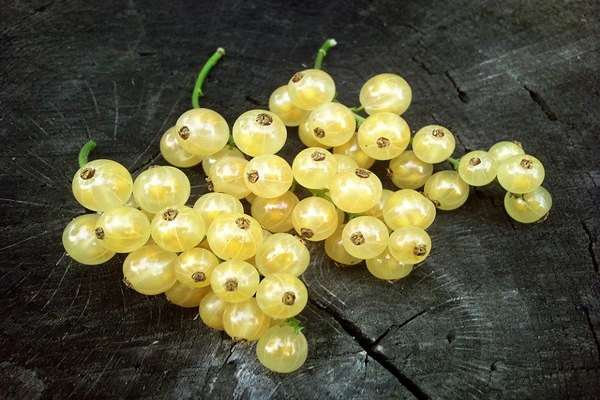 white currant photos