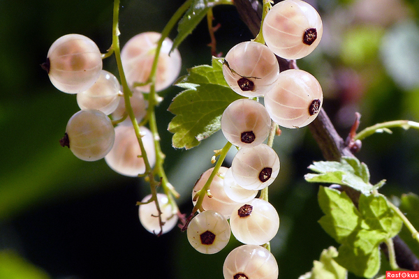 white currant