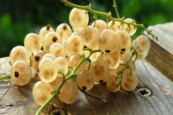 white currant photos