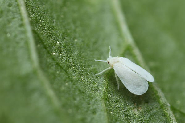 whitefly