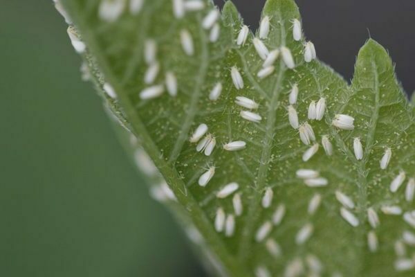 whitefly