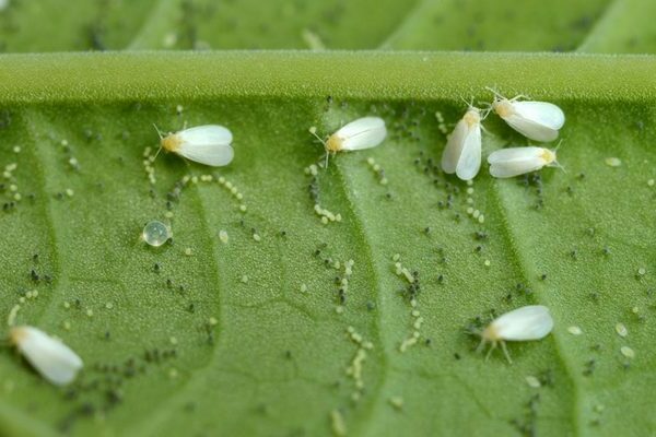 whitefly