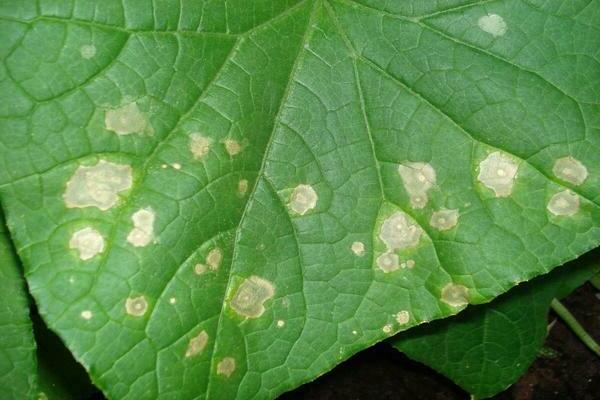 taches blanches sur les feuilles de concombre