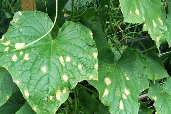 taches blanches sur les feuilles de concombre